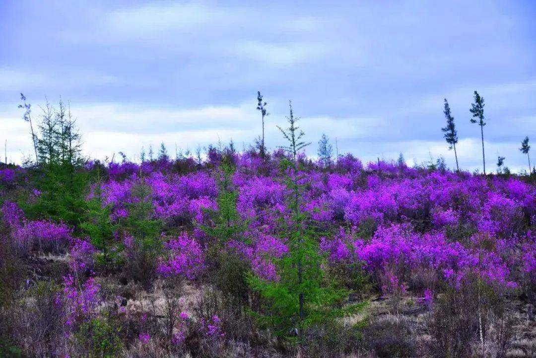 Vast fields of pink rhododendron flowers blooming across Greater Khingan Range mountains