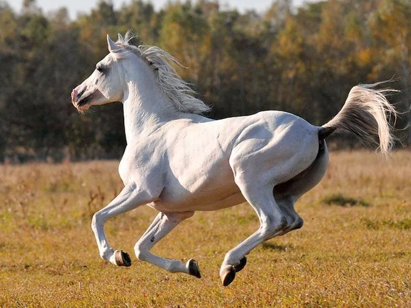 Legendary horses in Chinese history